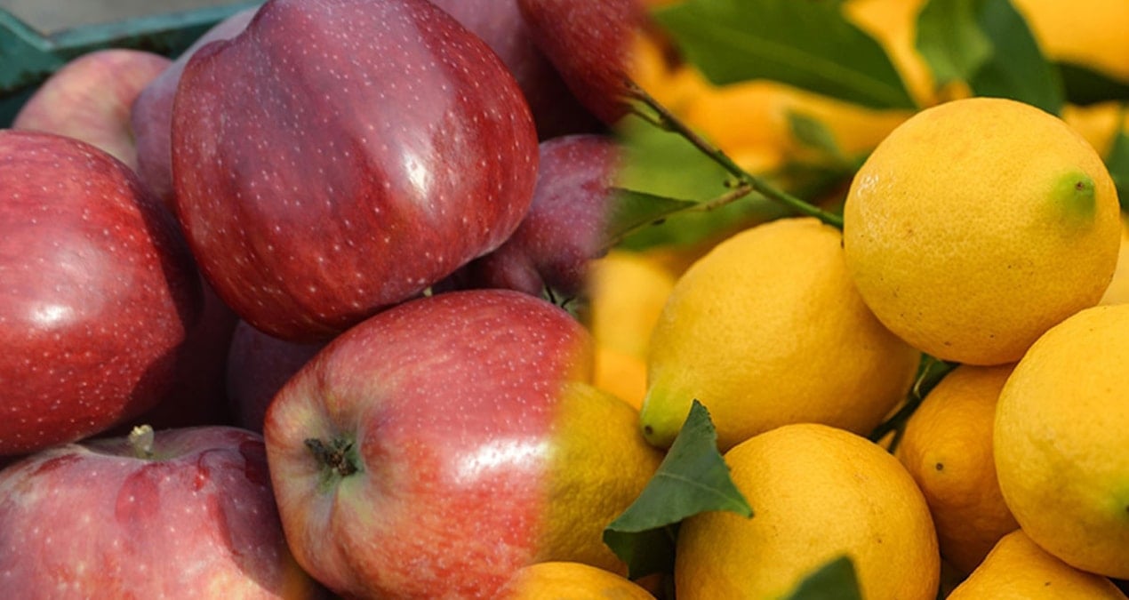 elma ve limonun ihraci kayda baglandi FmIxMjVi