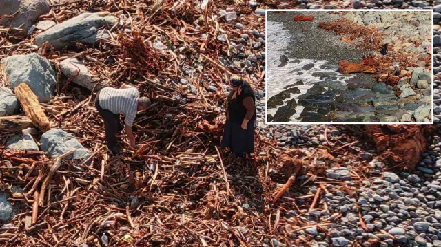 tonlarcasi sahile vurdu kamyon kamyon topladilar rizede sel sonrasi ilginc goruntuler WfgOc3N2