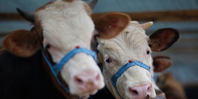 denizlide sap alarmi 17 mahalle karantinada 8zH3T2Ft.jpg