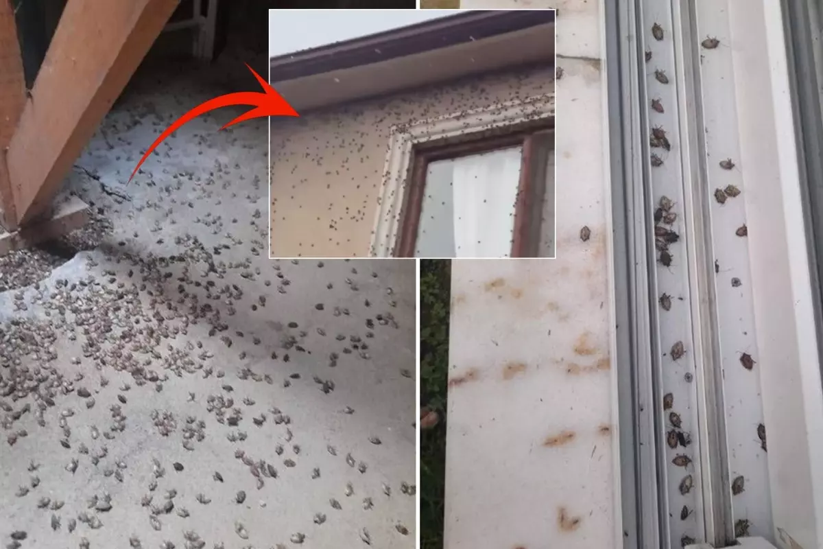 dunyanin sonunu getirecegi soylenen bocekle ilgili korkutan uyari tum turkiyeye yayilabilir JSklimnm