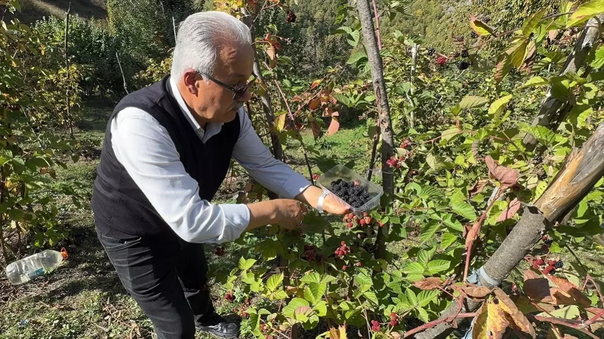 giresunda ahududu ve bogurtlen hasadi basladi Meq9Zybj.jpg